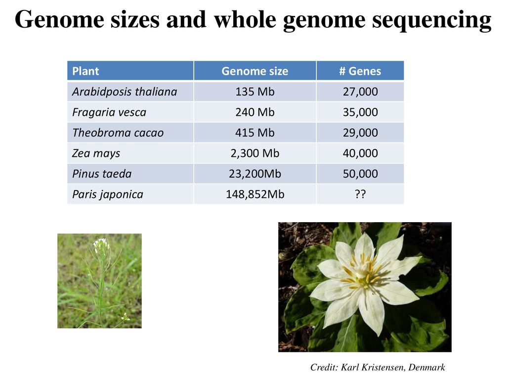 Genome sizes and whole genome sequencing