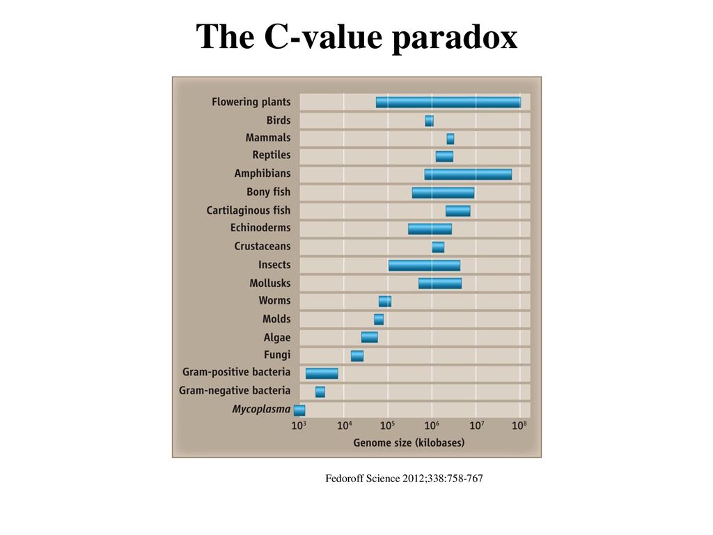 The C-value paradox