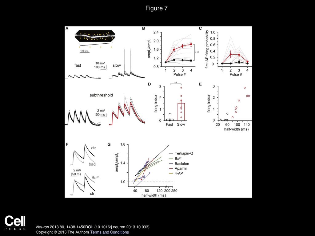 Figure 7 NMDA Spike Decay Determines AP Output to Theta-Modulated Repetitive Synaptic Input.