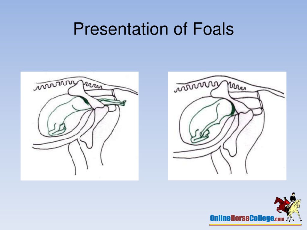 Pregnancy & Foaling This presentation has been produced by Ausintec