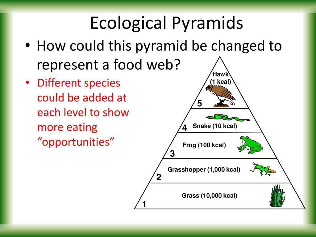 5 Level Food Chain Pyramid Biology Diagrams