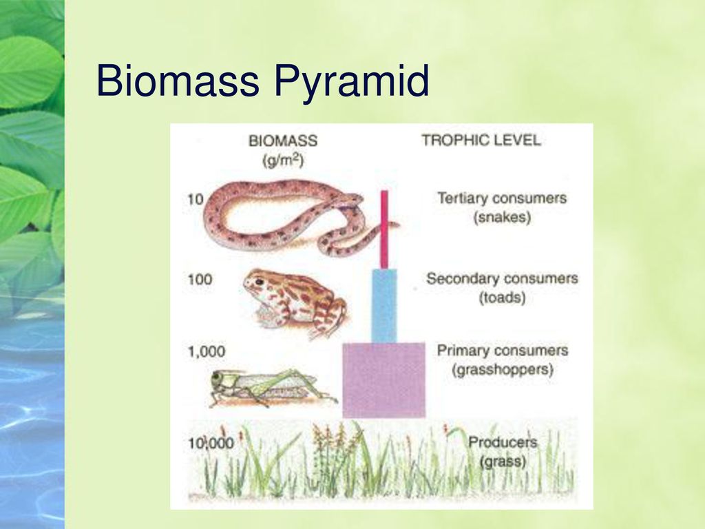 Biomass Pyramid