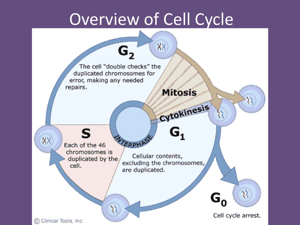 The phenomenon of cell division - ppt download