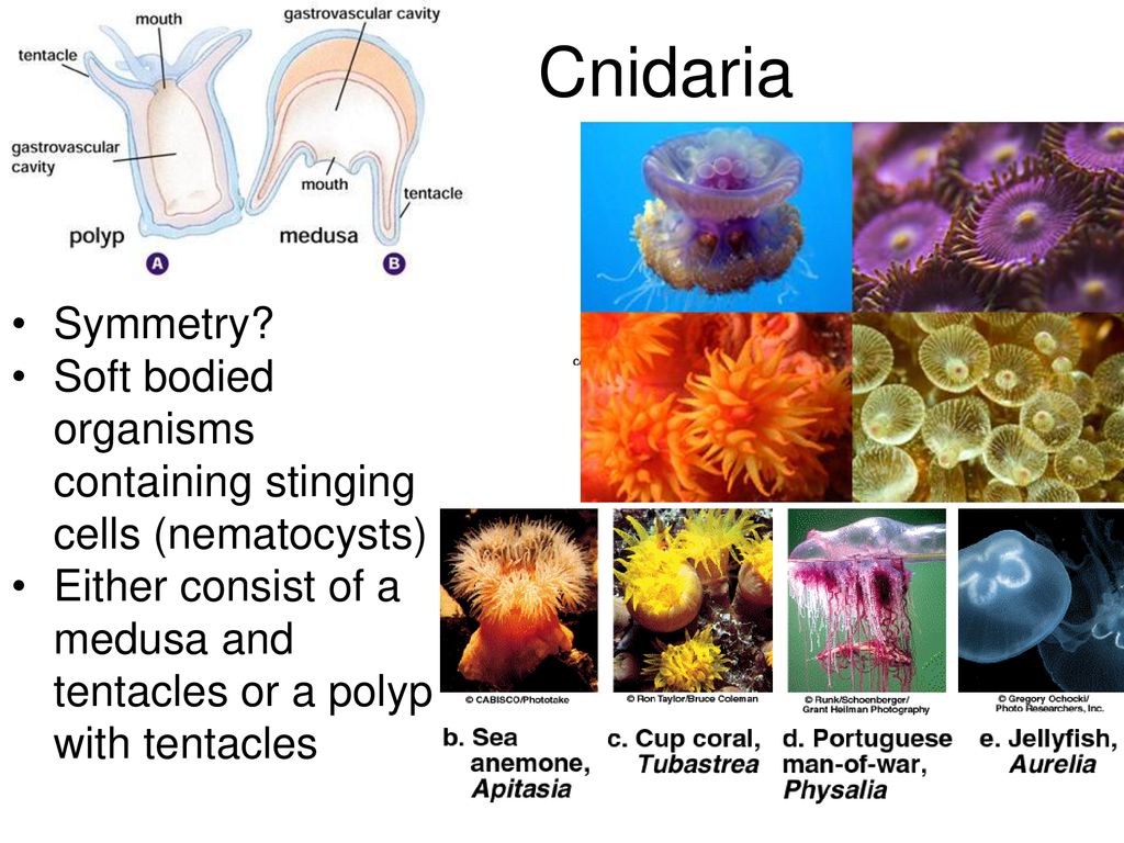 Animal Phyla. - ppt download