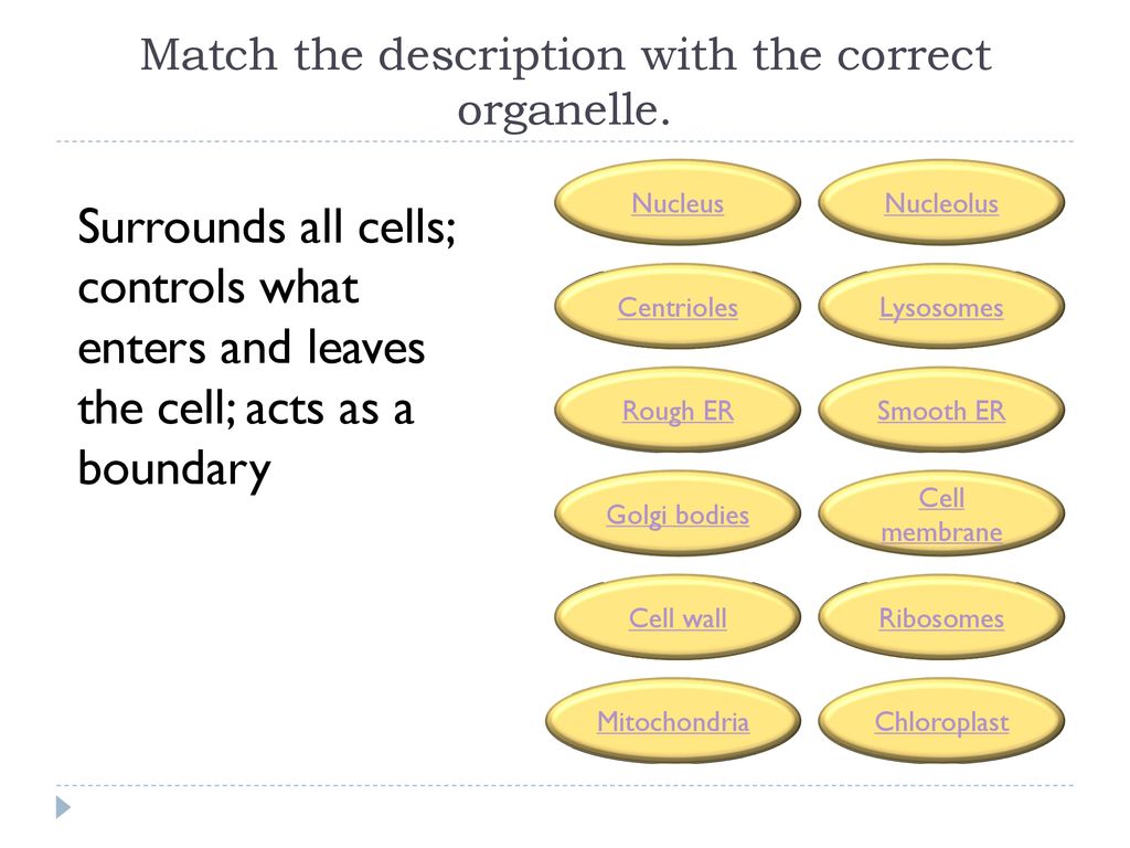 Cell parts Biology I Cell animation ppt download