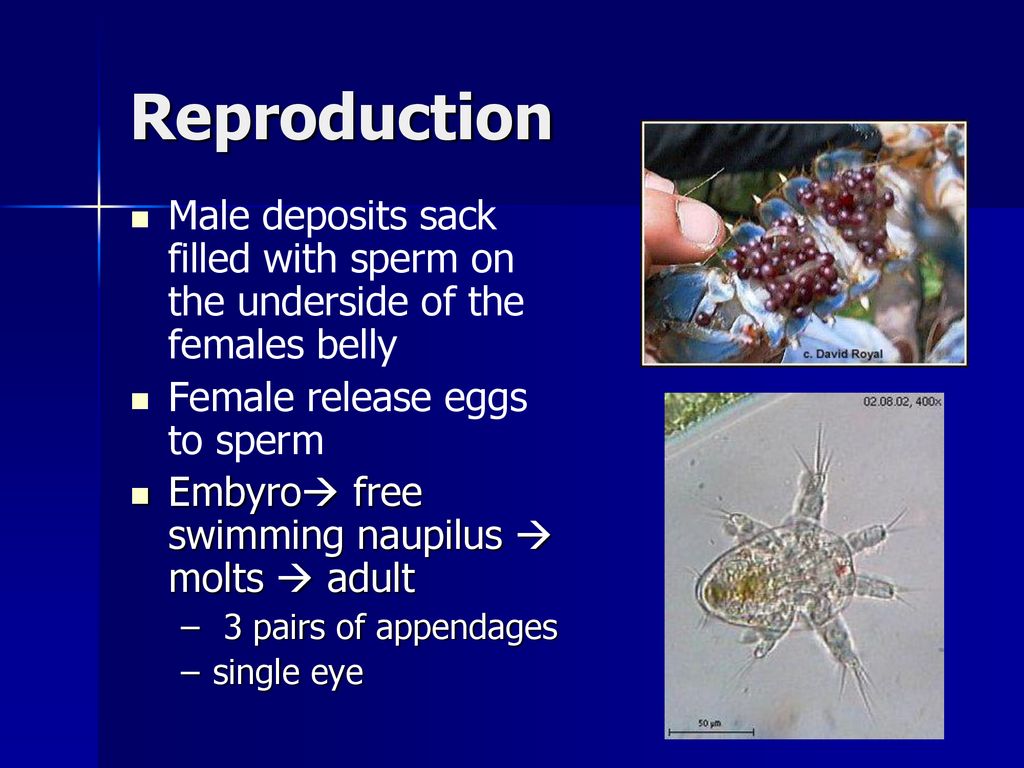 Reproduction Male deposits sack filled with sperm on the underside of the females belly. Female release eggs to sperm.