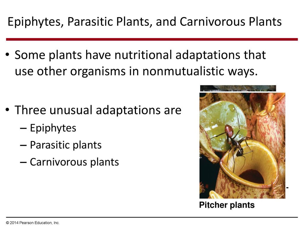 Soil Bacteria and Mycorrhizal Fungi and Unusual Plants - ppt download