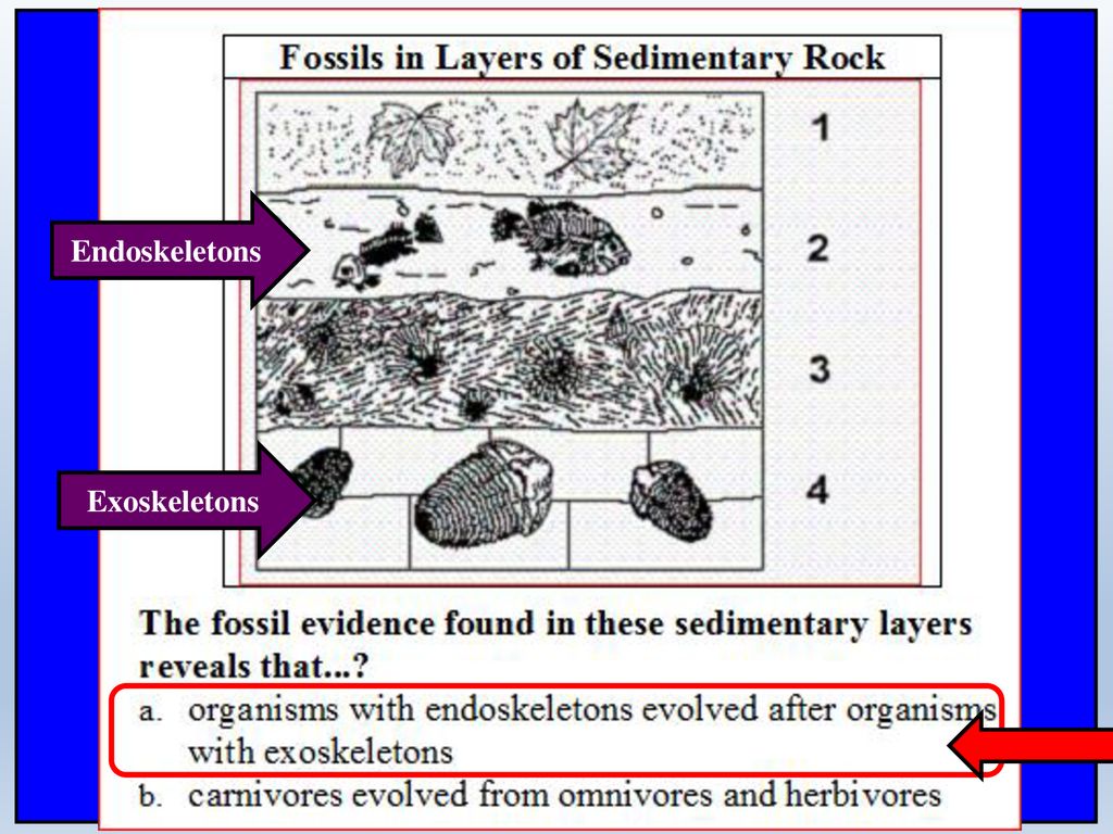 Notes science spi relative age of fossils ppt download