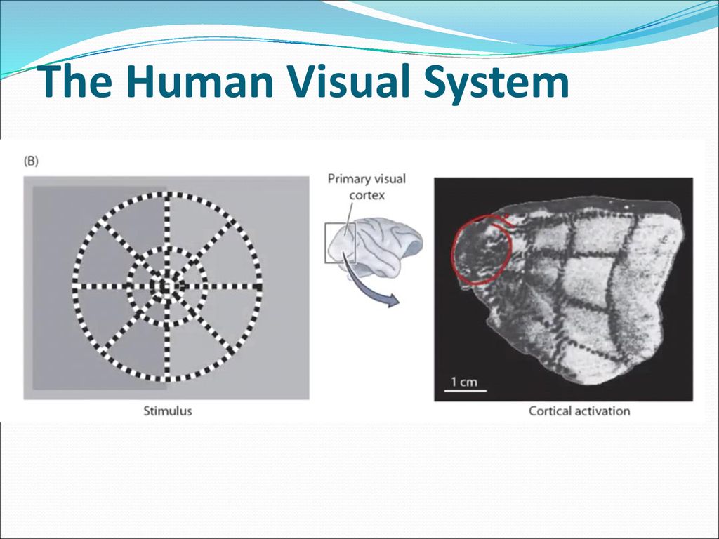 Dr. Nikos Desypris, Oct Lecture 2 Biology Diagrams