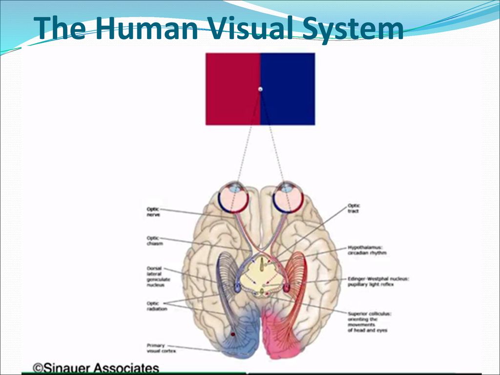 Dr. Nikos Desypris, Oct Lecture 2 Biology Diagrams