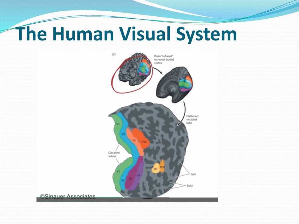 Dr. Nikos Desypris, Oct Lecture 2 Biology Diagrams