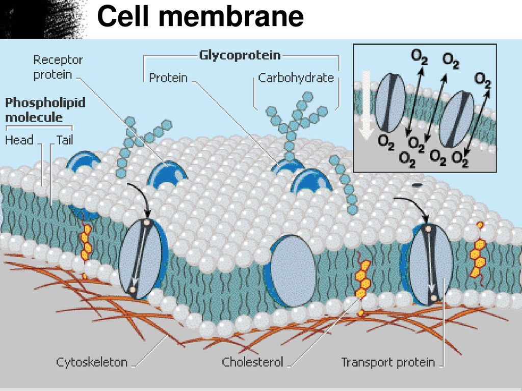 Модель мембраны клетки. Жидкостно мозаичная модель клеточной мембраны. Жидкостно-мозаичная модель плазматической мембраны. Мембрана клетки.
