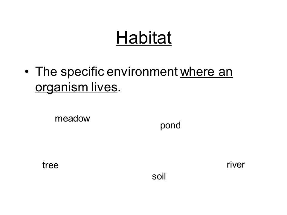 Habitat The specific environment where an organism lives. meadow pond