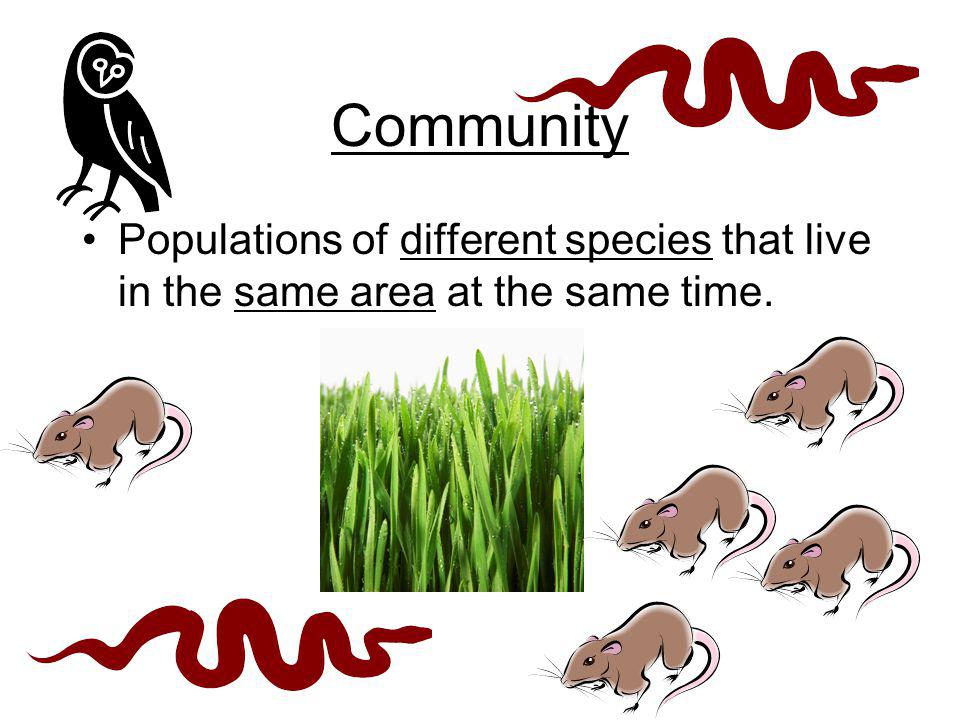 Community Populations of different species that live in the same area at the same time.