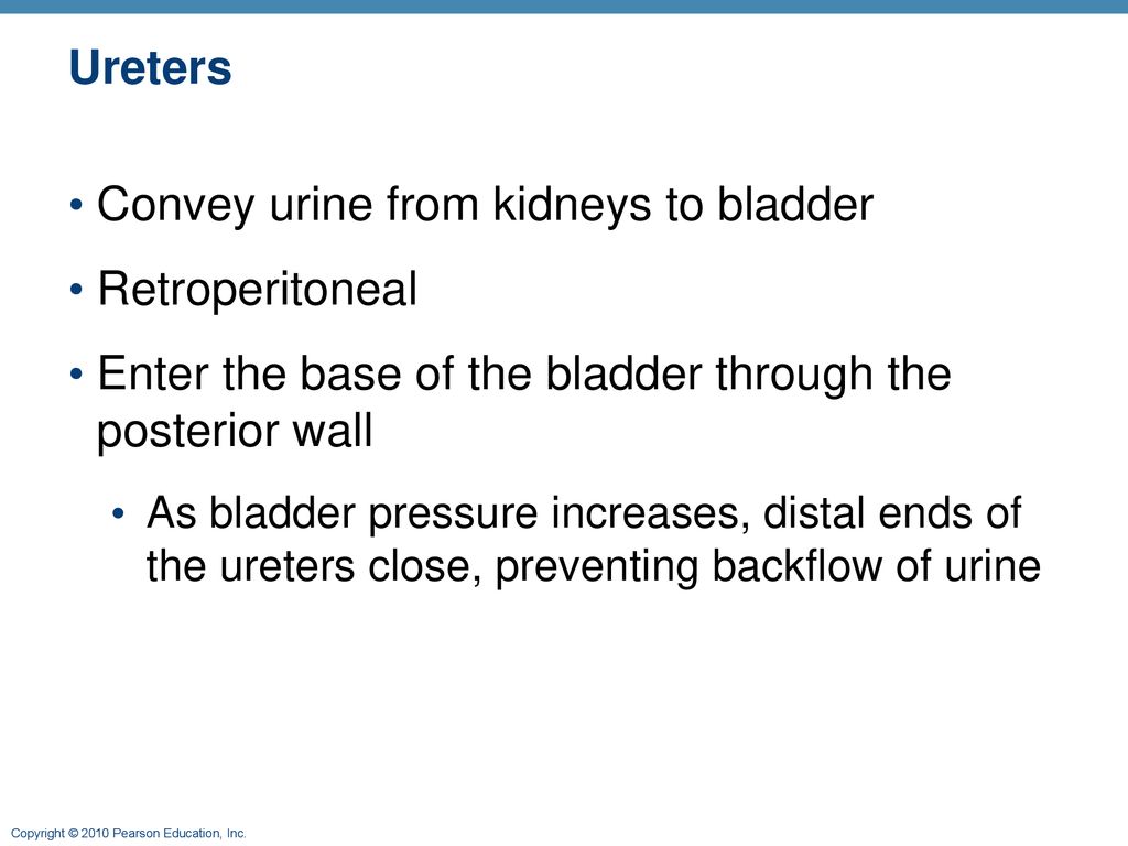 The Urinary System: Part B - ppt download