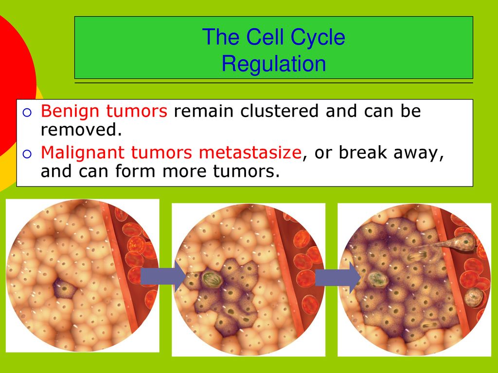 CELL REPRODUCTION SB1 Students will analyze the nature of Biology Diagrams