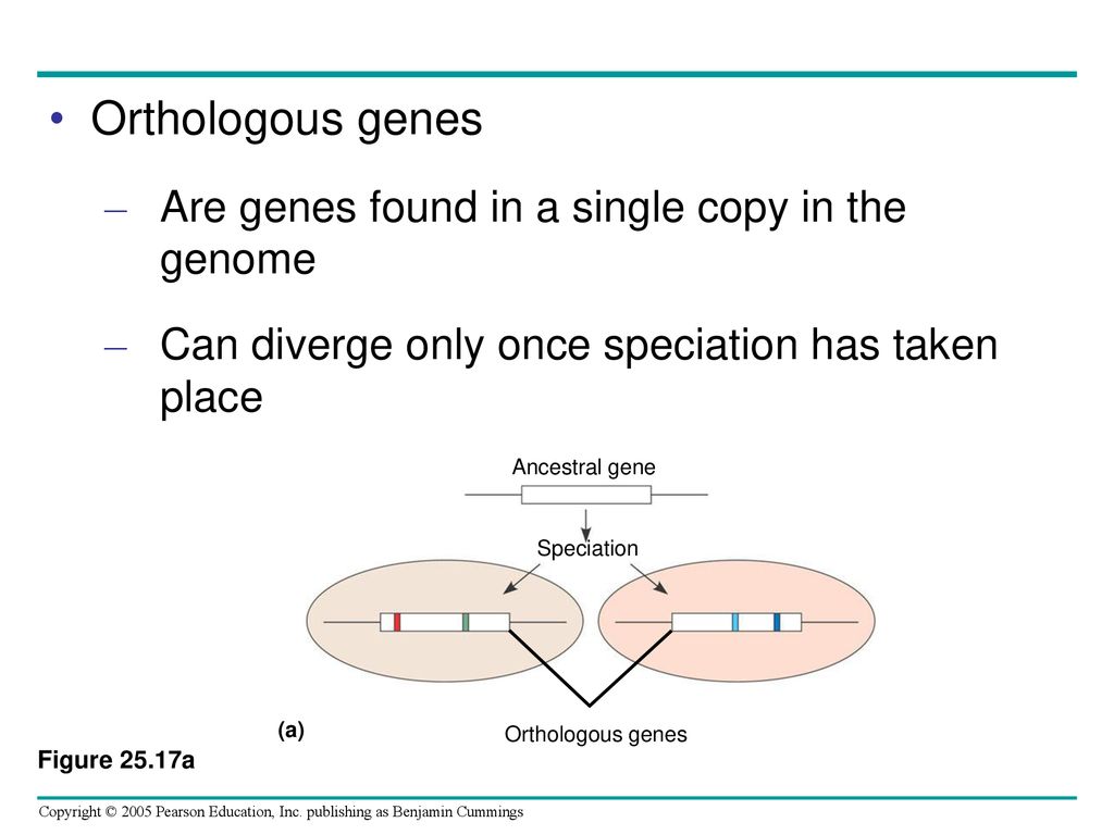 Orthologous genes Are genes found in a single copy in the genome