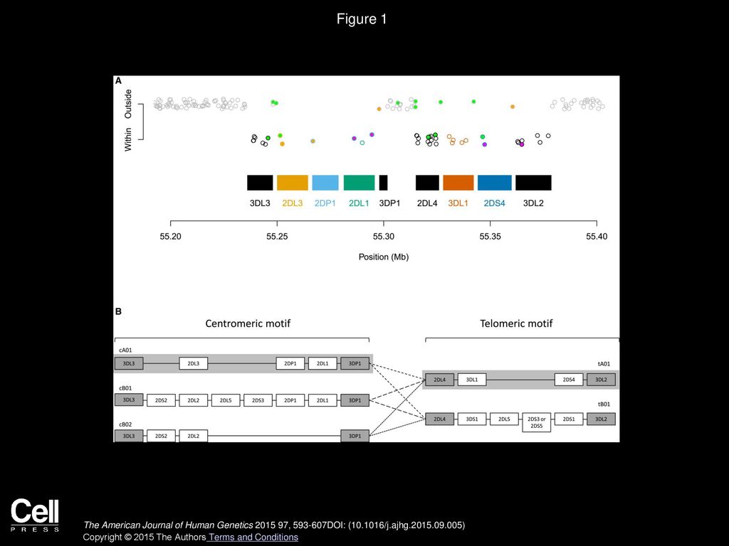 Imputation Of KIR Types From SNP Variation Data - Ppt Download