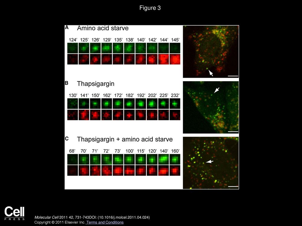 Figure 3 Thapsigargin Blocks Fusion of Autophagosomes with Lysosomes