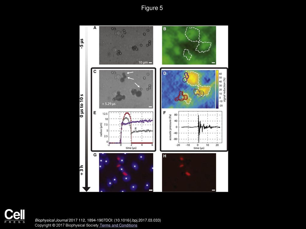 Volume 112, Issue 9, Pages (may 2017) - Ppt Download