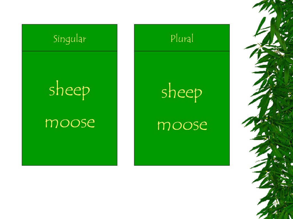 Plural sheep Identify the
