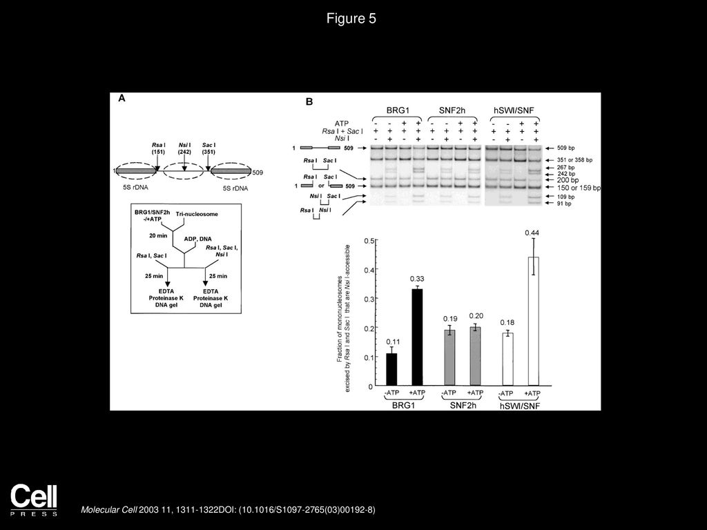 Figure 5 Detection of DNA Access within the Bounds of Histone Octamers in BRG1- and SWI/SNF-Remodeled Trinucleosomes.