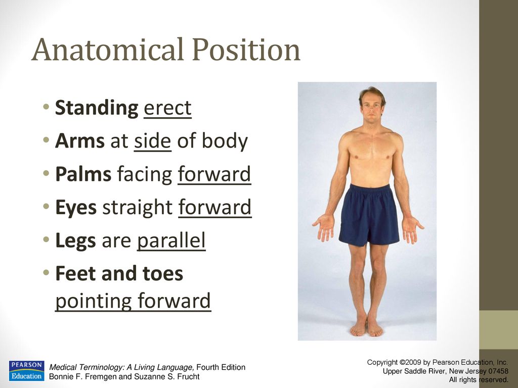 Body organization combining forms ppt download
