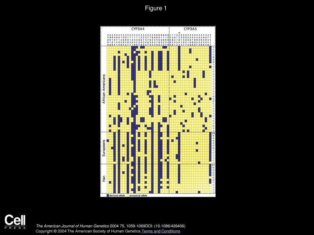 CYP3A Variation and the Evolution of Salt-Sensitivity Variants - ppt