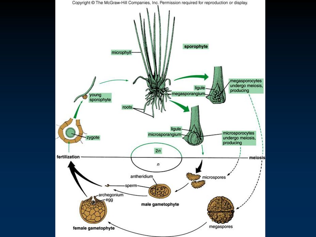 The Seedless Vascular Pants: Ferns and Their Relatives - ppt download