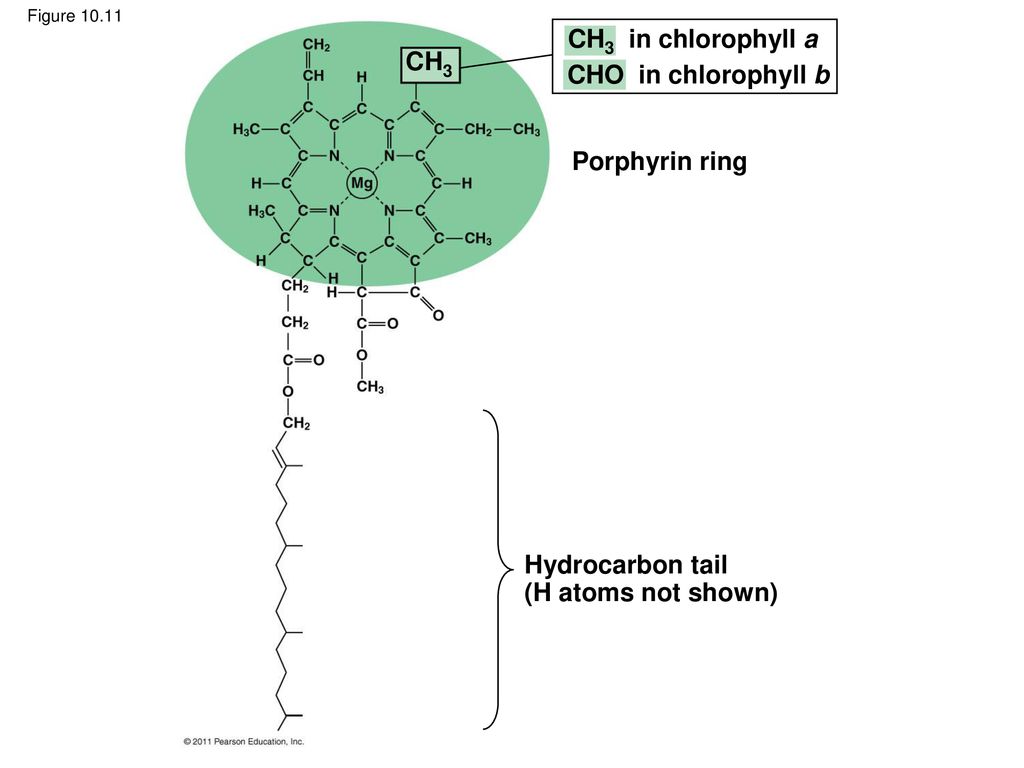 Особенности хлорофилла. Спектры хлорофилла. Структура хлорофилла. Хлорофилл в растениях. Порфириновое ядро хлорофилла.