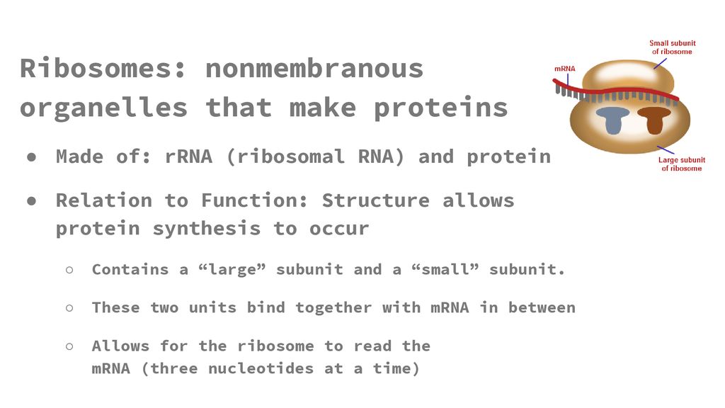 Ribosomes: nonmembranous organelles that make proteins