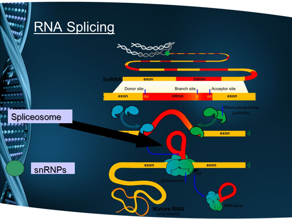 Сплайсинг рнк у эукариот. Сплайсинг сплайсосома. Сплайсинг РНК рибозимы. Механизм сплайсинга РНК. Сплайсинг это в биологии кратко.