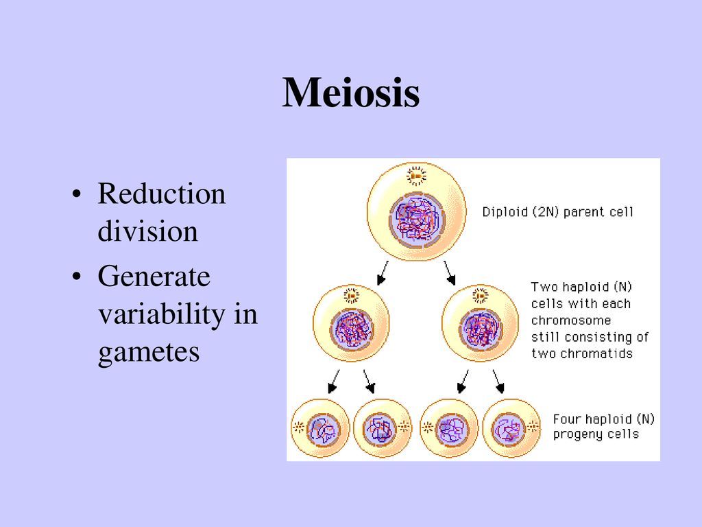 Patterns of inheritance: Biology Diagrams