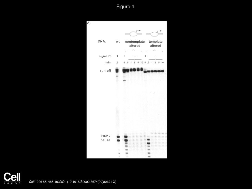 Brian Z Ring William S Yarnell Jeffrey W Roberts Cell ppt download