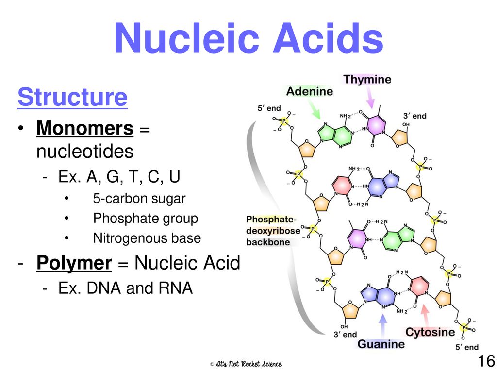 Nucleic Acids Structure Monomers = nucleotides Polymer = Nucleic Acid