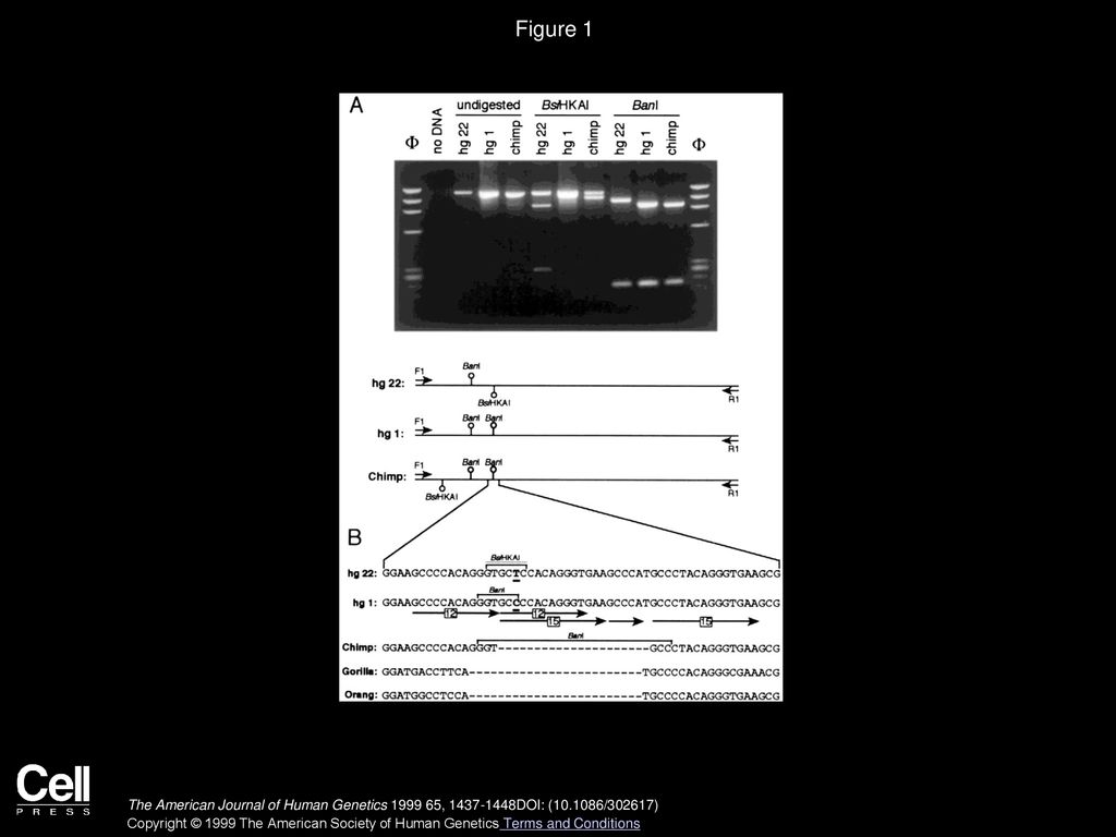 Recent Male-Mediated Gene Flow over a Linguistic Barrier in Iberia
