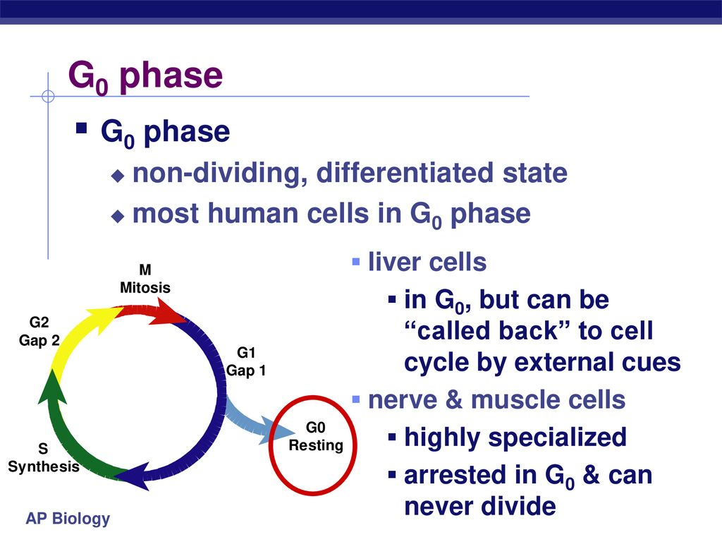 Regulation of Cell Division Biology Diagrams