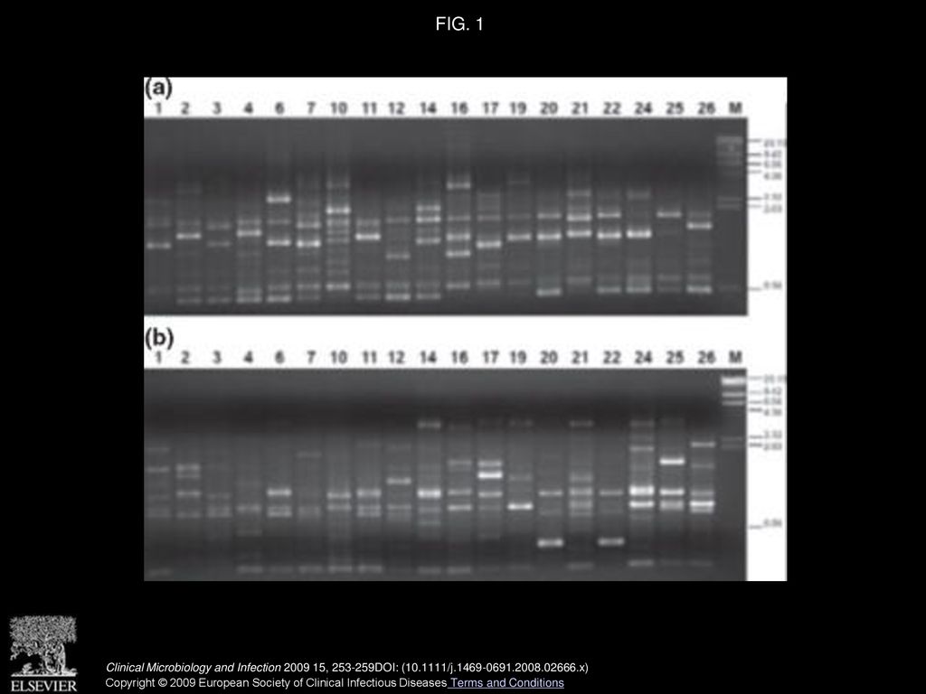 Salient Rapd Banding Patterns Of Dna Extracted From Selected S And