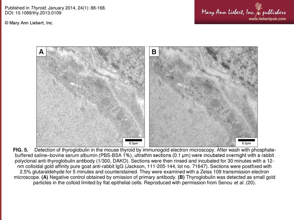 Published in thyroid january 2014 24 1 doi thy ppt download