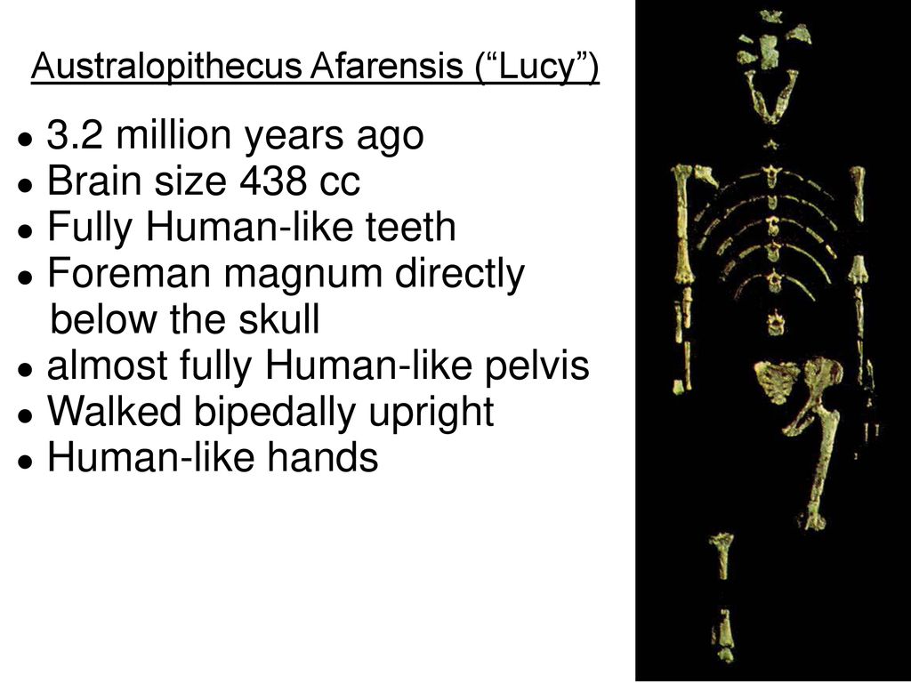Hominid a primate of a family hominidae that includes humans ppt