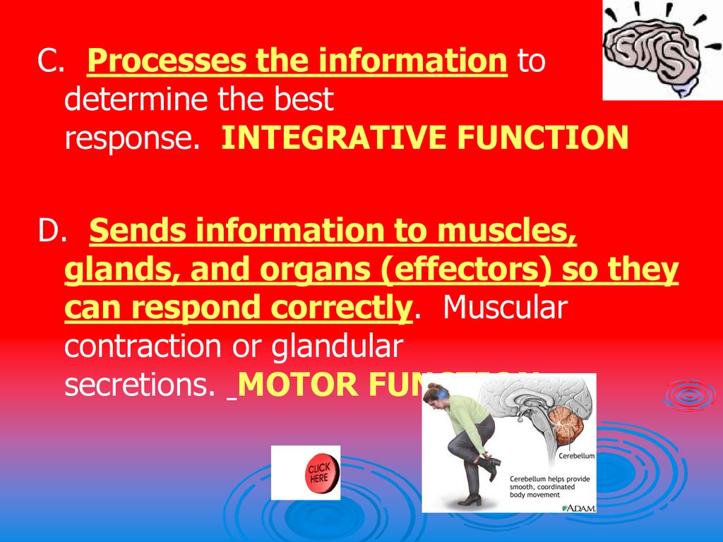 The Nervous System. - ppt download