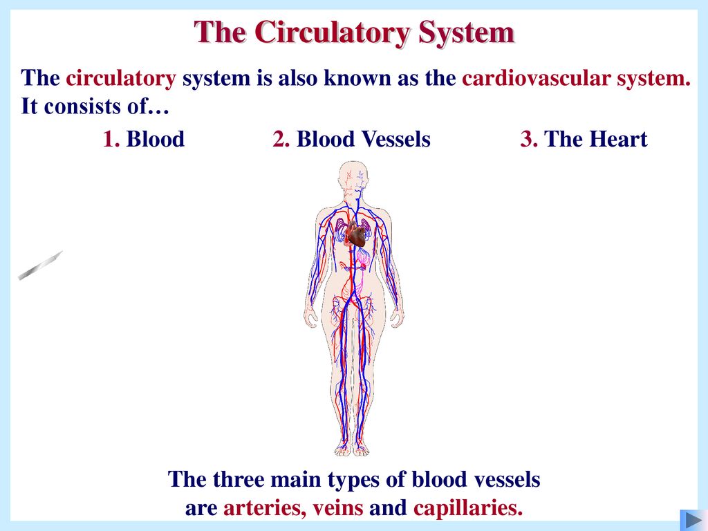 The Circulatory System - Ppt Download