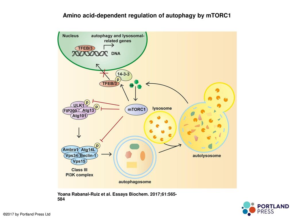 Amino acid-dependent regulation of autophagy by mTORC1 - ppt download