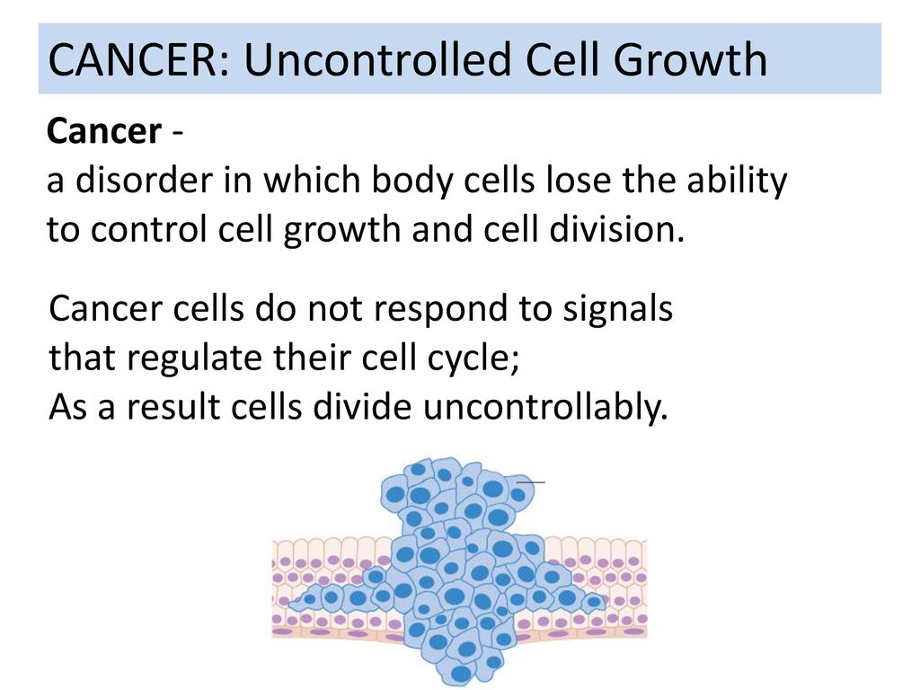 THE CELL CYCLE. Biology Diagrams