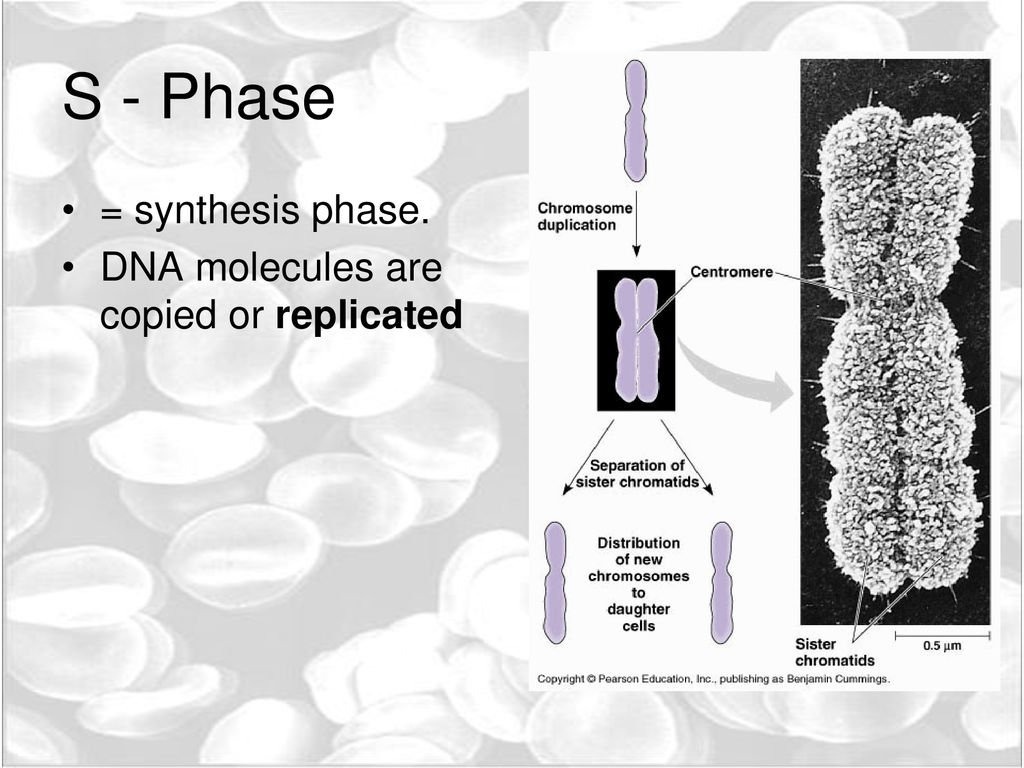 Cell cycle The phases!. Biology Diagrams