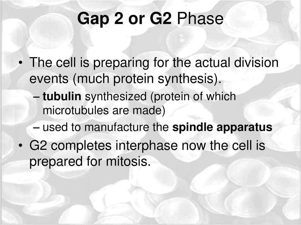 Cell cycle The phases!. Biology Diagrams