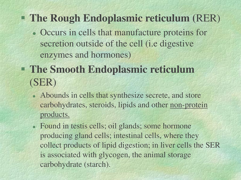 The Rough Endoplasmic reticulum (RER)