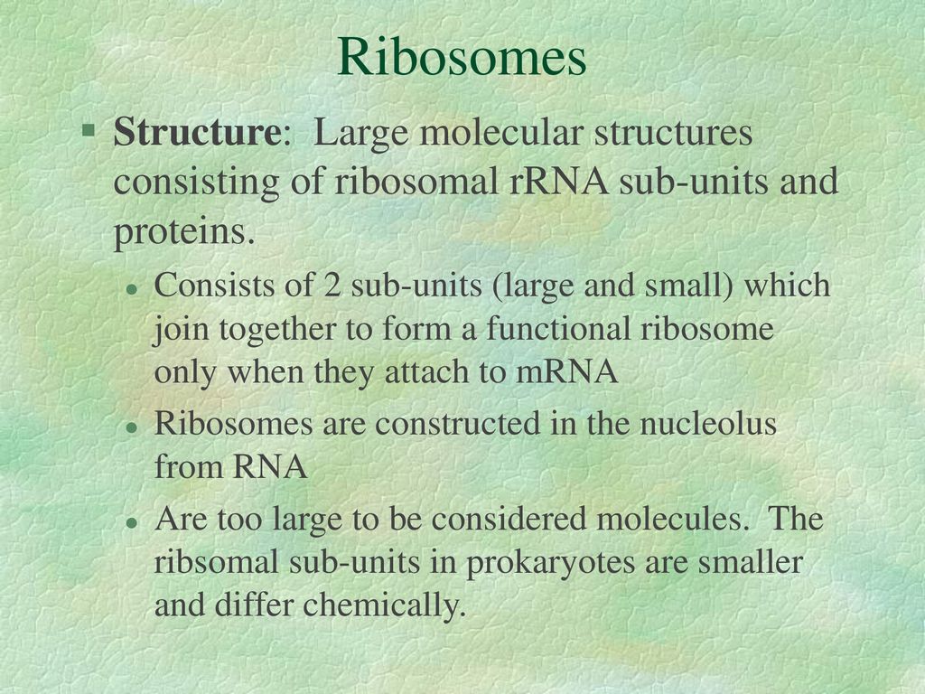 Ribosomes Structure: Large molecular structures consisting of ribosomal rRNA sub-units and proteins.