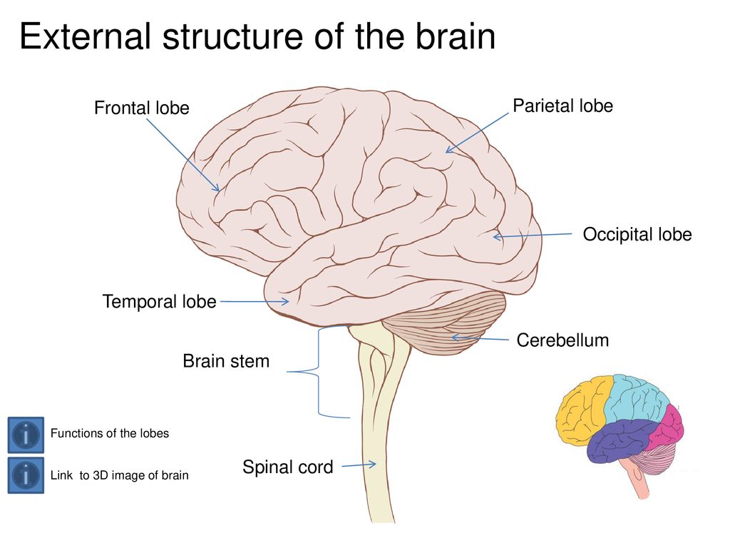 Brain structure. Human Brain structure. Physical structure of the Human Brain. Brain structure and function.