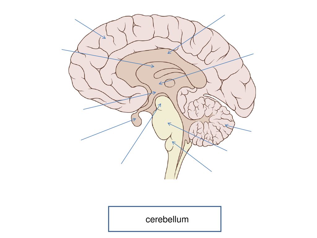The Brain. - ppt download